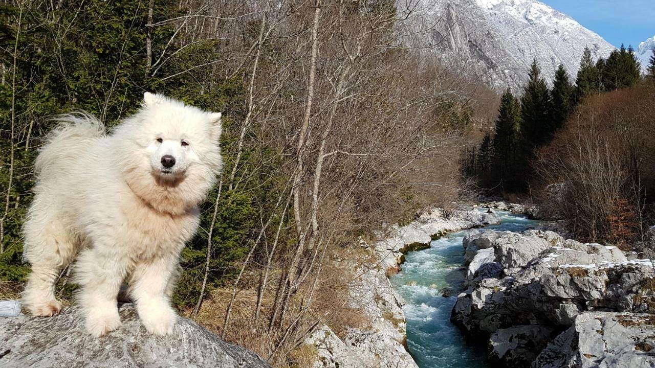 Вілла Bezgova Hisica Бовец Екстер'єр фото